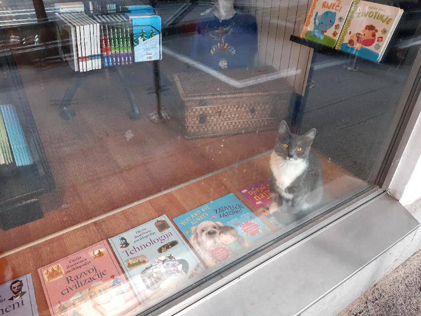 Vlasnici knjižare Bookara prostor dijele sa 8 mačaka: 'Imaju svoje sobe i krevetiće'