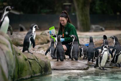 U londonskom zoološkom vrtu počelo godišnje popisivanje životinja, imaju preko 400 vrsta