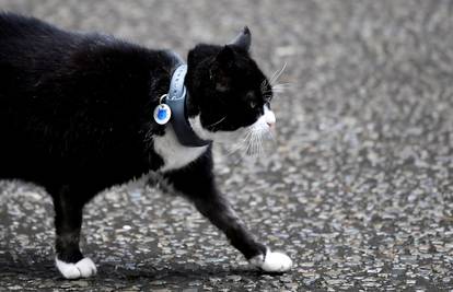 Mačak Palmerston iz britanskog Ministarstva vanjskih poslova odlazi u zasluženu mirovinu...