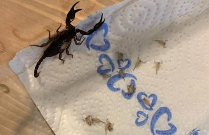 Austrijanka nakon odmora u Hrvatskoj našla 18 škorpiona u koferu: 'Vratit ćemo ih doma'