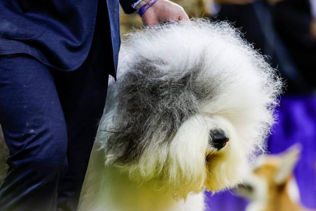 150th Annual Westminster Kennel Club Dog Show in New York City