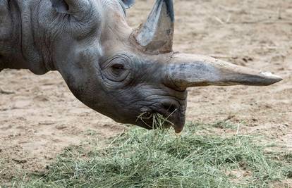 U Berlinu je uginula Kilaguni, najstariji crni nosorog na svijetu