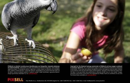 Papiga kao kućni ljubimac: 6 činjenica za buduće vlasnike