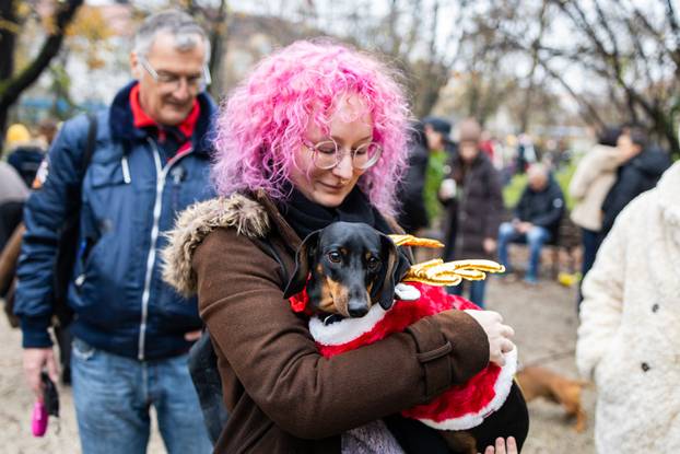 Zagreb: Adventska špica jazavčara 