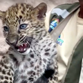 Preslatka mladunčad leoparda osvojila su srca u Peruu