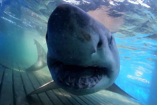 VIDEO Snimili najve&cacute;eg mu&zcaron;jaka velike bijele psine u Atlantiku!