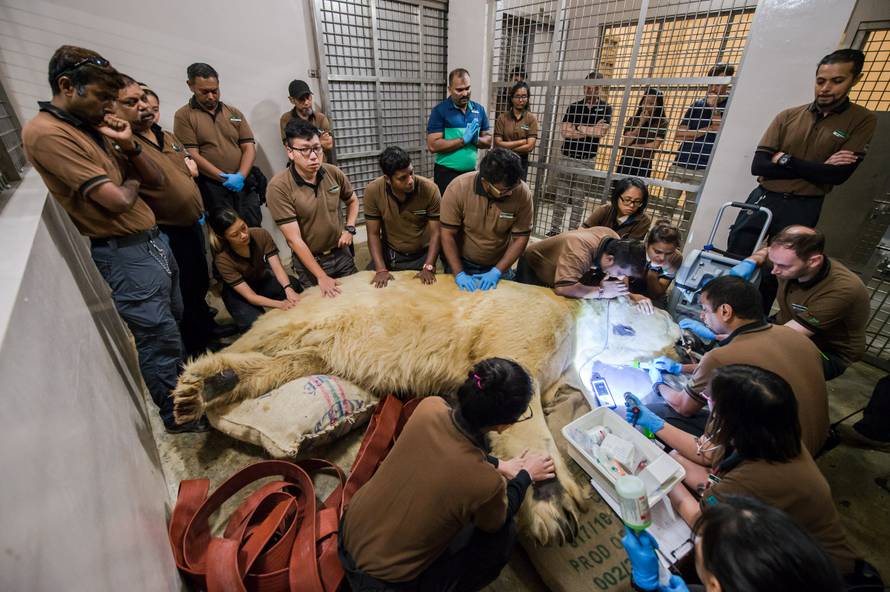 Inuka, Singapore's first born and bred polar bear undergoes a final check up at the Singapore zoo