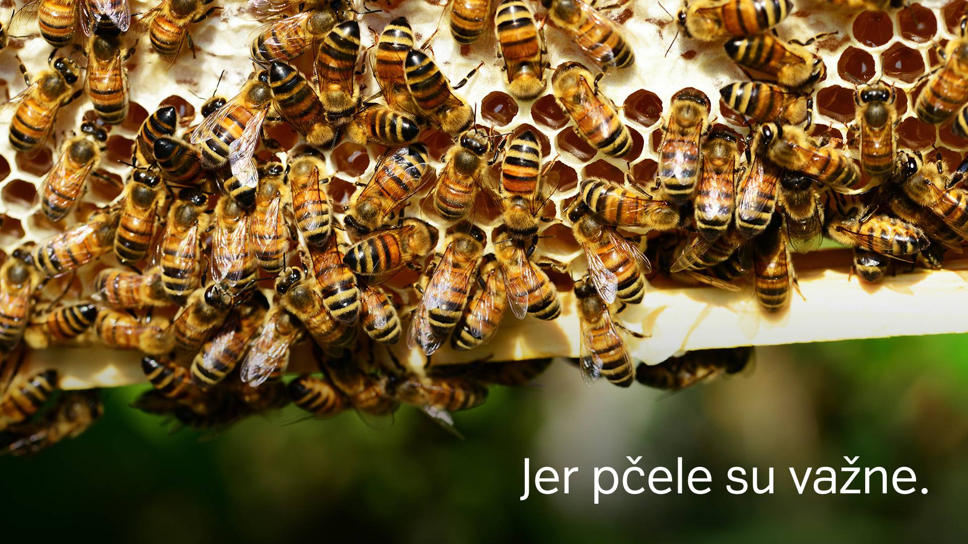 Spasioci pčela kreću u akciju i trebaju vašu pomoć!