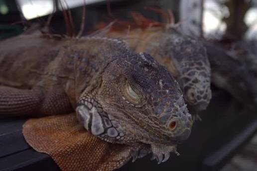 VIDEO Pazi glavu! S drve&cacute;a na Floridi padaju sle&dstrok;ene iguane