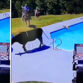 Ovo da nije snimljeno... nitko ne bi vjerovao: Dva psa, krava bježi, bazen i kauboj s lasom!
