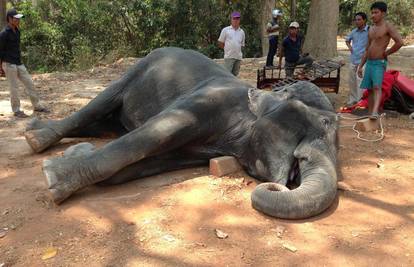 Srce nije izdržalo: Tužna smrt slonice nakon života u patnji