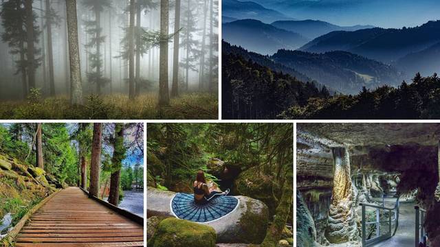 Ovo je najpopularnija šuma na Instagramu - ljudi je obožavaju