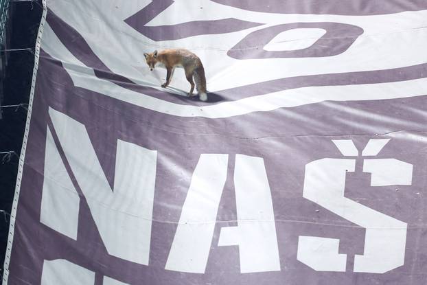 Sarajevo: Lisice pratile trening nogometaša BiH na stadionu Koševo