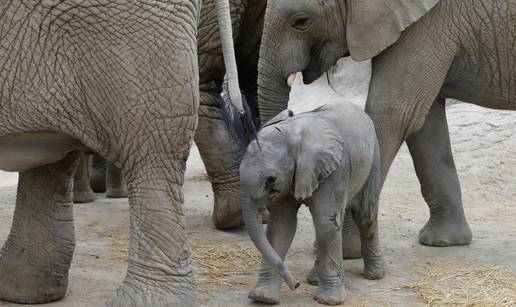 Safari park u Meksiku uživo je prenosio rođenje slonića Zooma