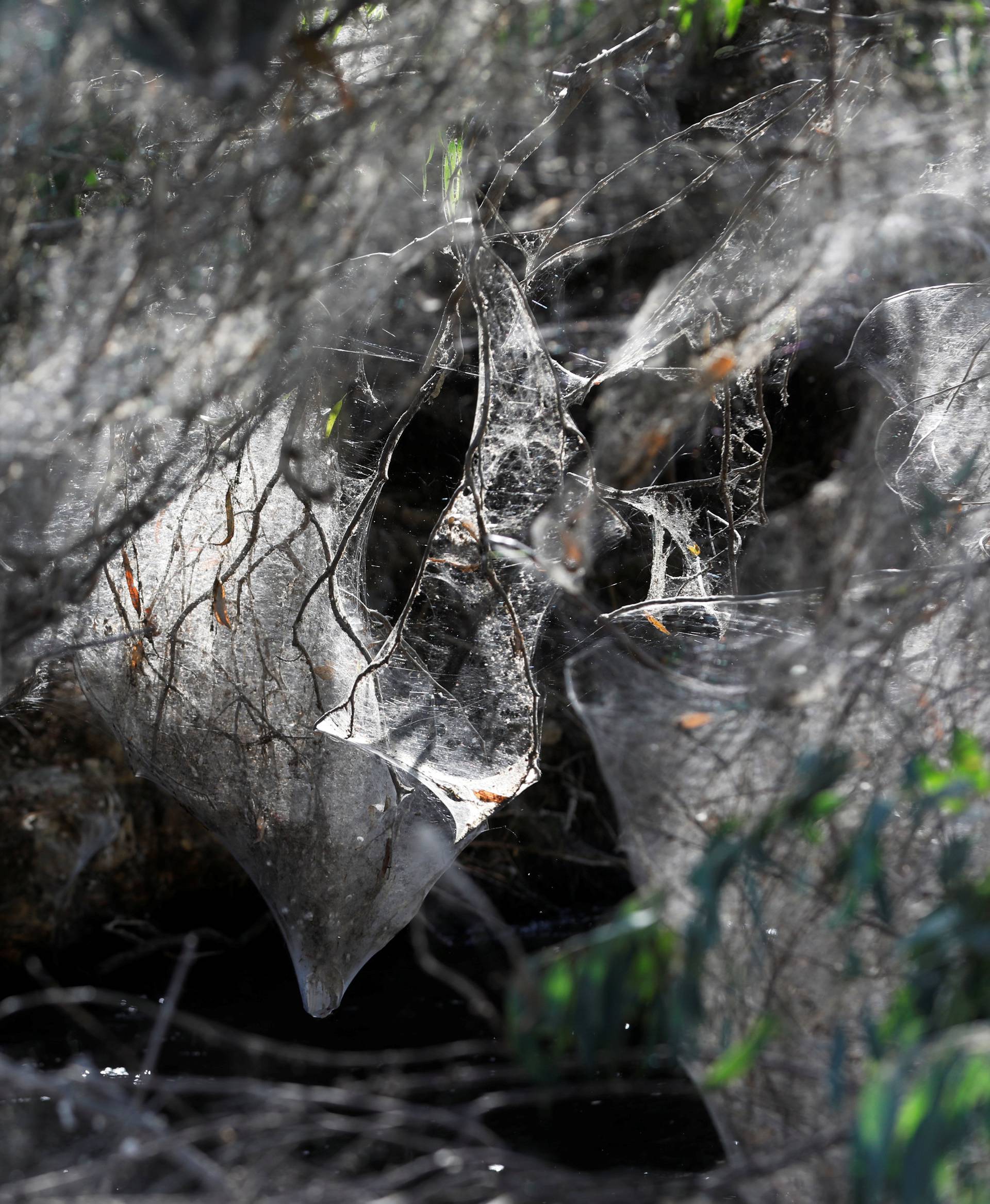 Giant spider webs, spun by long-jawed spiders (Tetragnatha), cover sections of the vegetation along the Soreq creek bank, near Jerusalem