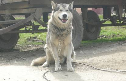 Susjeda mu je iz dvorišta otela psa jer ju je nervirao lavež 