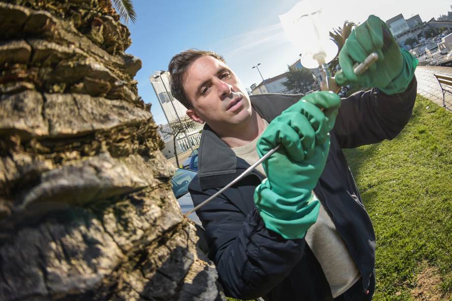 Doktor za palme: 'Spasio sam ih 150 u zadnjih godinu dana'