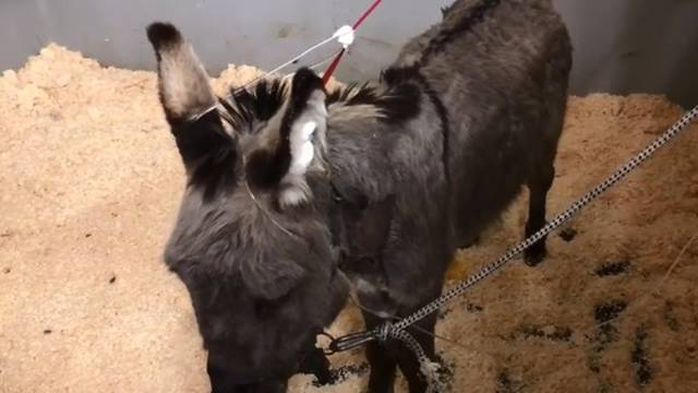 Tužna vijest: Uginuo magarac Bepo kojeg je spasio Ponoš
