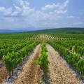 Tragom hercegova&ccaron;kih vinograda: &Zcaron;ilavka, Blatina i tradicija