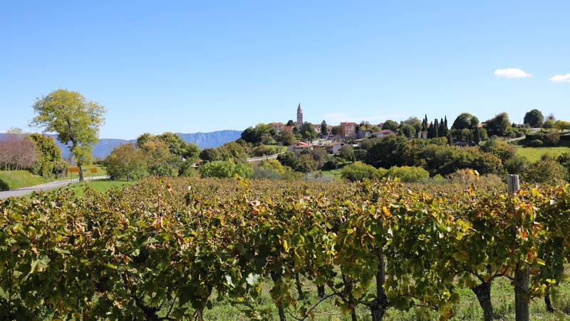 Vinogradari na udaru zlatne žutice: Opasnu bolest koja uništava nasade prenosi kukac!
