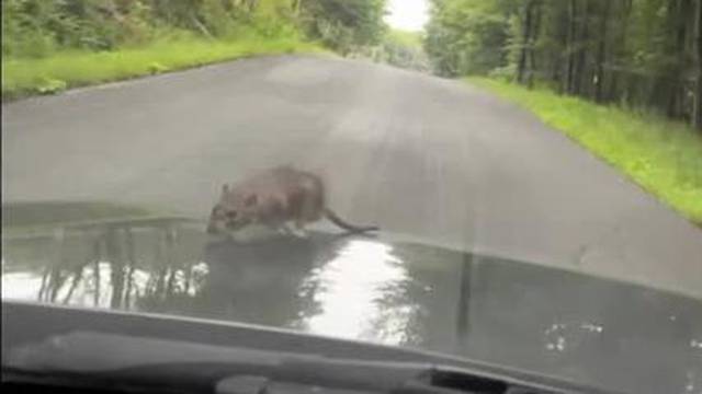 Rat hitches ride on bonnet of car traveling from Brooklyn