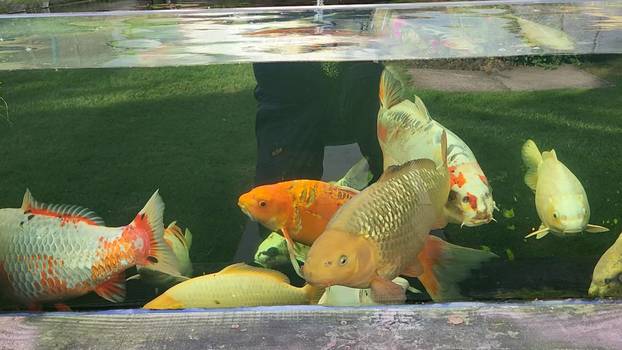 They’re hooked! Family-of-three baffled by pet fish because he has human face