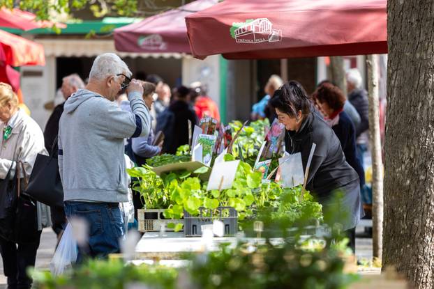 Pula: Sadnice na pulskoj tržnici