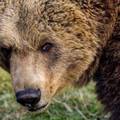 Medvjeda za kojim se tragalo kod Kostrene odstrijelili lovci: 'Morali smo odmah reagirati'