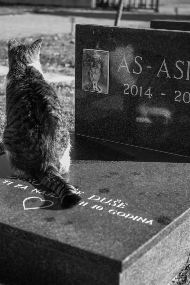 Zagreb: Groblje kućnih ljubimaca u Dumovcu obišao je jedino jedan mačak