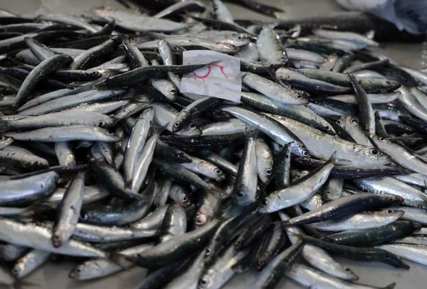 Šibenik: Bogata ponuda u šibenskoj ribarnici
