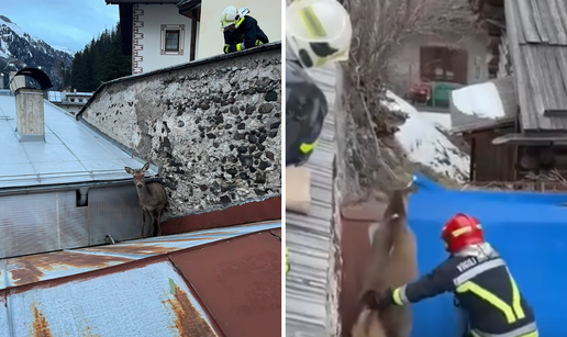 VIDEO Vatrogasci u Italiji spa&scaron;avali jelena: 'Zaglavio se izme&dstrok;u krovova. Sada tr&ccaron;i'