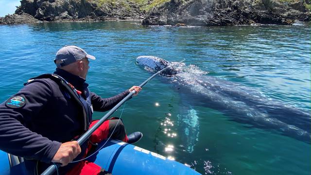 Wally, the lost gray whale calf in the Mediterranean Sea, has little chance of returning to his native North Pacific