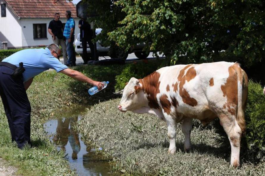 Marko Mrkonjić/PIXSELL