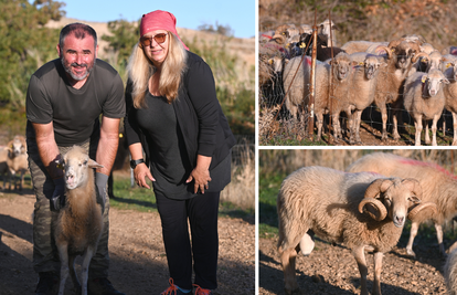 M-e-e-evjerojatna priča s Paga: 'Moje ovce ne idu na ražanj, već u penziju. To im je za sir i janjce'