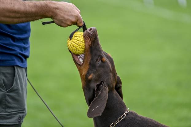 Velika Gorica: IDC Svjetsko prvenstvo pasmine doberman