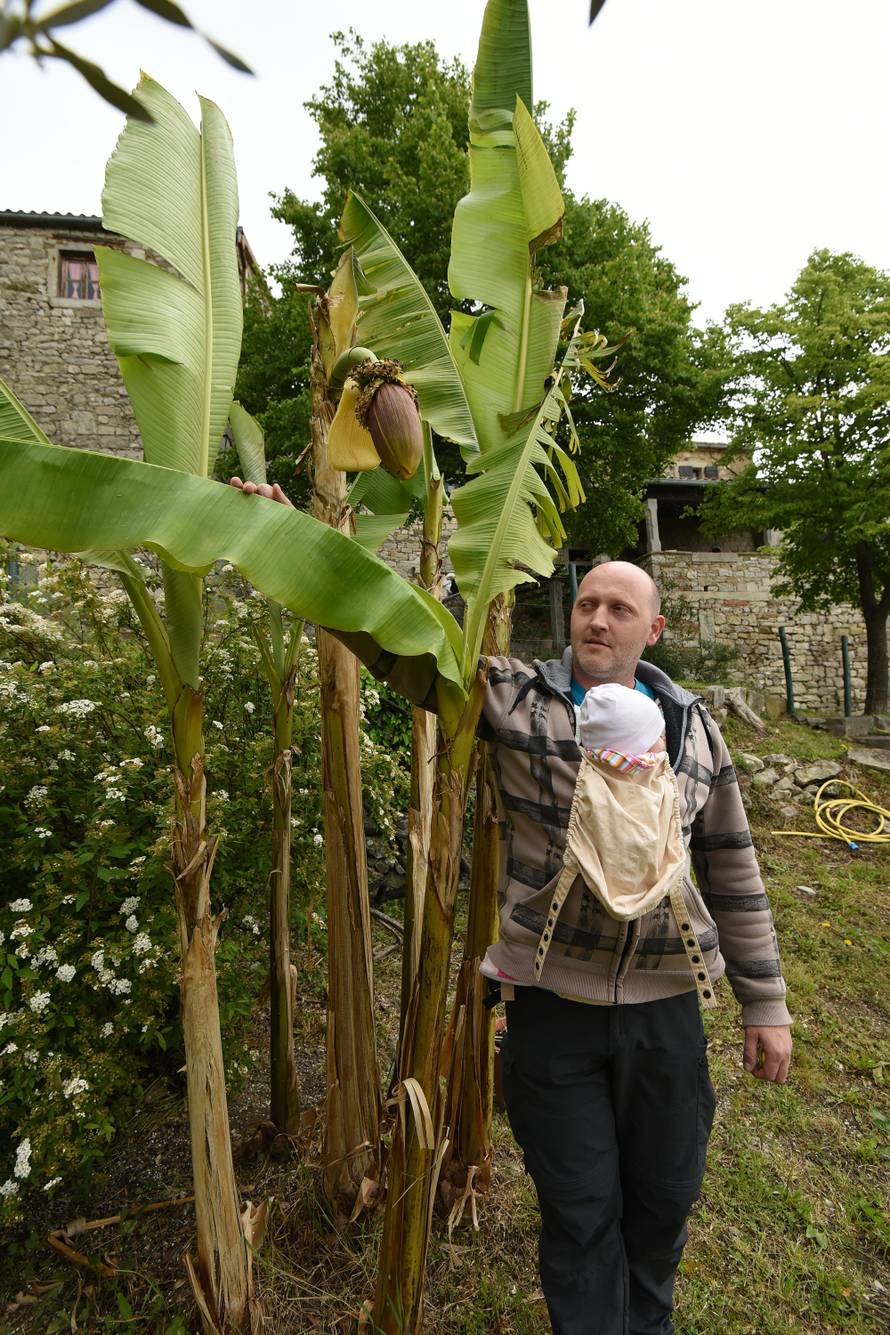 Čeka plodove: Kad se najmanje nadaš, u vrtu ti narastu banane