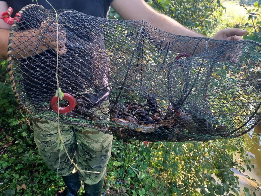 Signalni rak prijeti Plitvičkim jezerima: 'Jede sve što stigne, zbog njega se urušava obala'