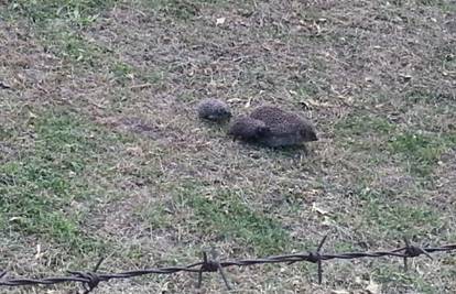 Mama ježica mladunce odvela u šetnju, druga okotila u vrtu