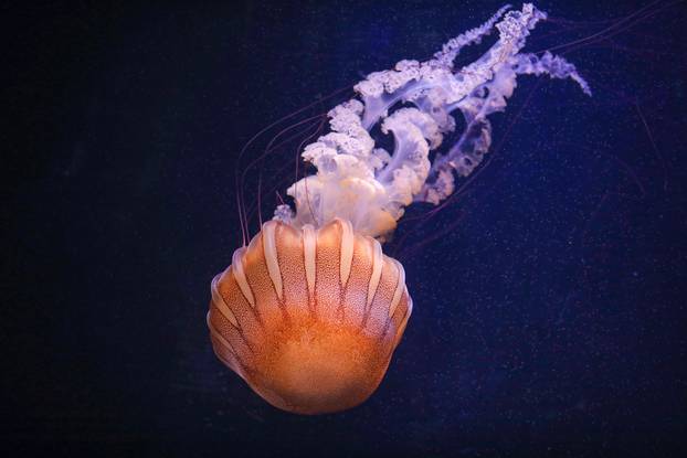 Obnovljeni  pulski Aquarium sada se prostire na 2.500 četvornih metara i postaje najveći akvarij u Europi koji izlaže isključivo mediteranski postav