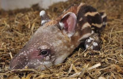 Beba tapir stara 2 dana predstavljena je javnosti