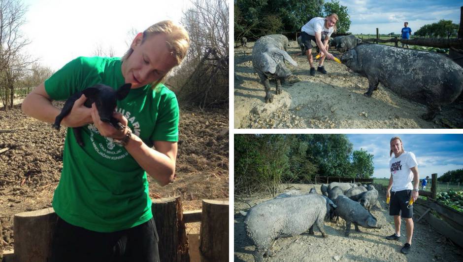 Sa zelenih terena u Slavoniju: Vida kukuruzom hranio svinje