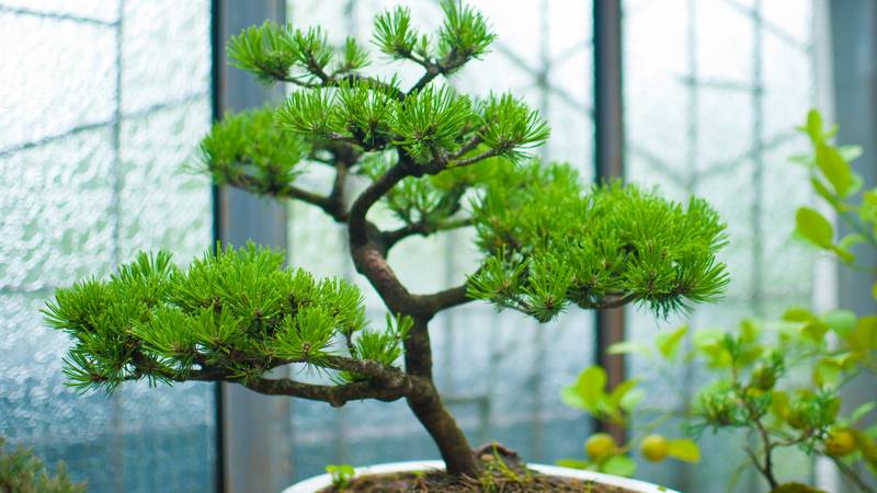 FOTO 13 vrsta bonsai drveća koja svatko može održavati