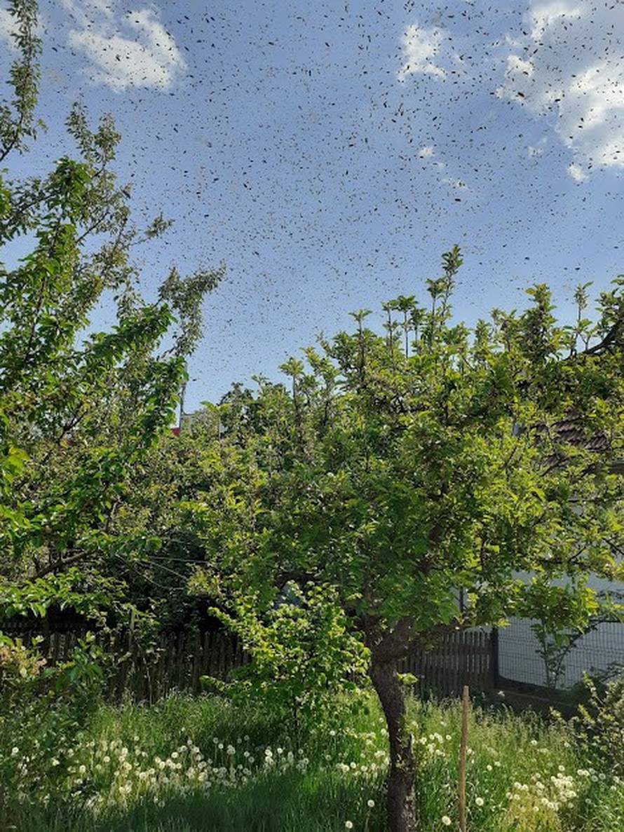 Spašavanje pčela u gradskim sredinama