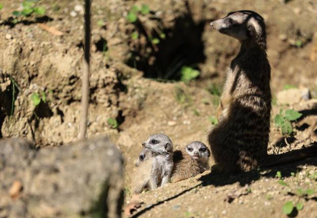 Zagreb: Tri mladunca merkata novi su stanovnici Zoološkog vrta