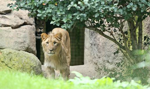 Lavovi pobjegli iz nastambe u zoološkom vrtu u Sydneyju