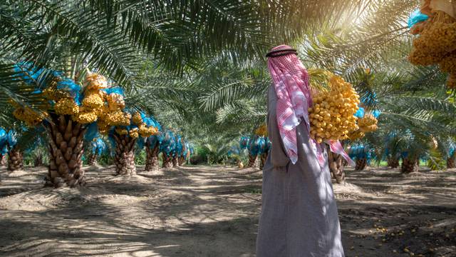 Arab,Farmer,Carrying,Date,Palm,Bunches,Walk,Out,Of,The