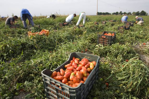 Farm workers pick tomatoes in the countryside near the town of Foggia