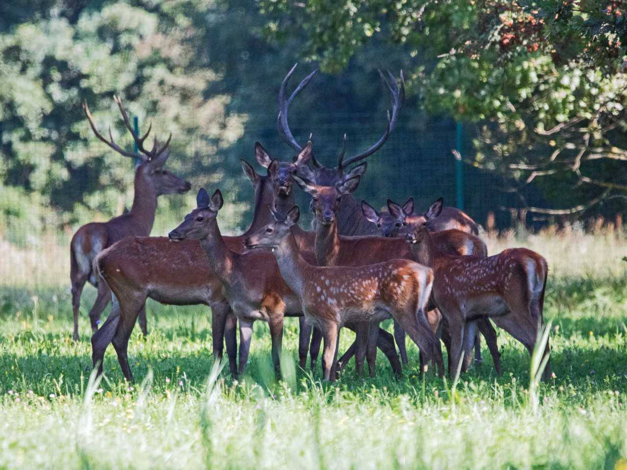 'Bambi-boom' u Međimurju: Martin u manje od dvije godine oplodio više od pet košuta...