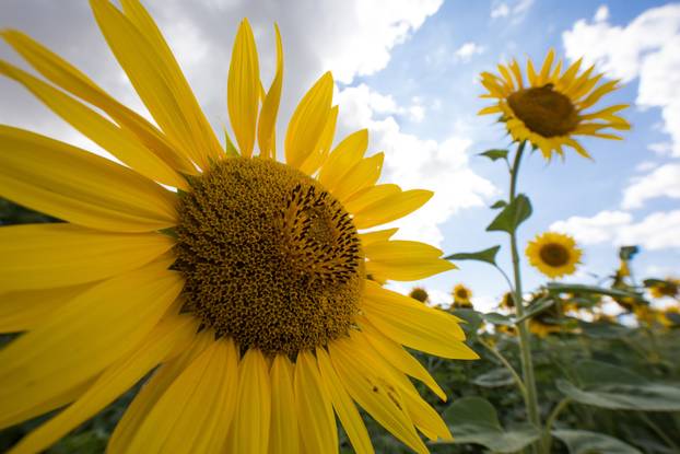 Polje suncokreta nedaleko Osijeka