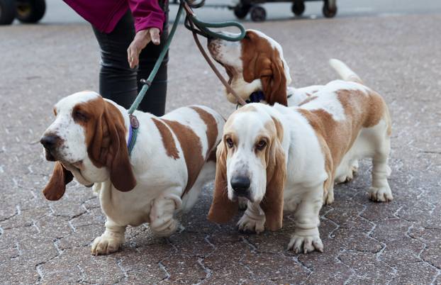 Basset Hounds arrive on the first day of the Crufts dog show in Birmingham